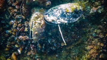 Mediterranean mussel Mytilus galloprovincialis, the mollusk secretes pseudofeces photo