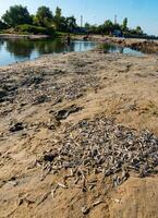 Environmental problem, mass death of fish Atherina sp. in the canal photo