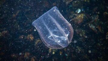Jellyfish Beroe ovate eat Mnemiopsis leidy photo