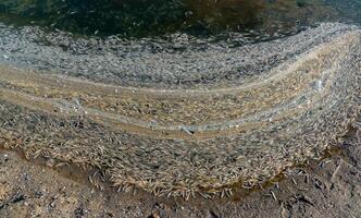 Environmental problem, mass death of fish Atherina sp. in the canal photo