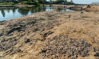 Environmental problem, mass death of fish Atherina sp. in the canal photo