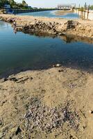 Environmental problem, mass death of fish Atherina sp. in the canal photo