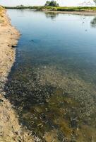 Environmental problem, mass death of fish Atherina sp. in the canal photo