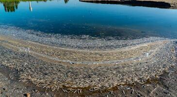 Environmental problem, mass death of fish Atherina sp. in the canal photo