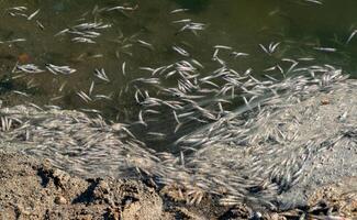 Environmental problem, mass death of fish Atherina sp. in the canal photo