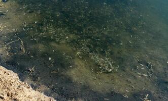 Environmental problem, mass death of fish Atherina sp. in the canal photo