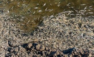 Environmental problem, mass death of fish Atherina sp. in the canal photo