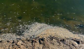Environmental problem, mass death of fish Atherina sp. in the canal photo