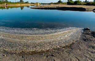 Environmental problem, mass death of fish Atherina sp. in the canal photo