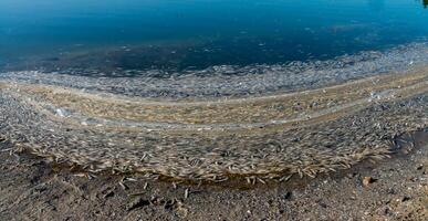 Environmental problem, mass death of fish Atherina sp. in the canal photo
