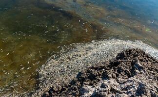 Environmental problem, mass death of fish Atherina sp. in the canal photo