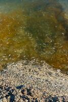 Environmental problem, mass death of fish Atherina sp. in the canal photo
