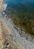 Environmental problem, mass death of fish Atherina sp. in the canal photo