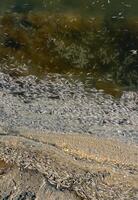 Environmental problem, mass death of fish Atherina sp. in the canal photo