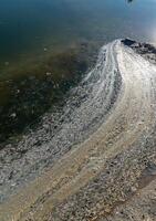 Environmental problem, mass death of fish Atherina sp. in the canal photo