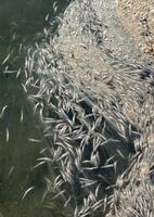Environmental problem, mass death of fish Atherina sp. in the canal photo