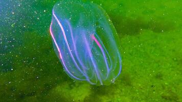 Ctenophores, comb invader to the Black Sea, jellyfish Mnemiopsis leidy. Black Sea photo