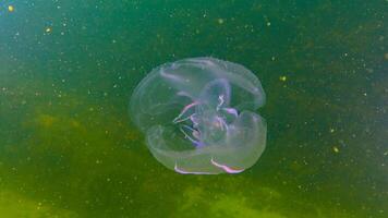 Ctenophores, comb invader to the Black Sea, jellyfish Mnemiopsis leidy. Black Sea photo