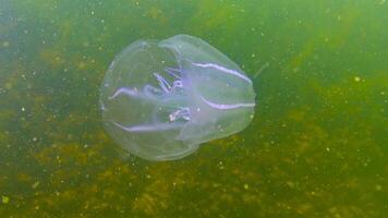 Ctenophores, comb invader to the Black Sea, jellyfish Mnemiopsis leidy. Black Sea photo