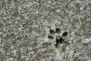 Traces of animals on the dried bottom of the Kuyalnik Estuary, covered with a layer of self-precipitating salt photo