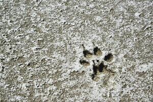 Traces of animals on the dried bottom of the Kuyalnik Estuary, covered with a layer of self-precipitating salt photo