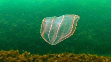 Ctenophores, predatory comb jellyfish invader to the Black Sea, jellyfish Beroe ovate, devouring Mnemiopsis leidy. photo