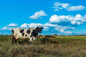 Black and white spotted cow in a field against a sky with white clouds photo