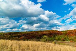 Smoketree, smoke bush Cotinus obovatus, thickets of bushes with red autumn leaves against the background of yellow steppe vegetation and white clouds photo