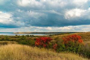 Smoketree -Cotinus obovatus bushes with red autumn leaves against the background of yellow steppe vegetation and white clouds photo