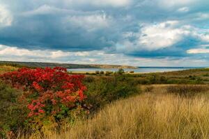 Smoketree Cotinus obovatus bushes with red autumn leaves against the background of yellow steppe vegetation and white clouds photo
