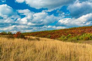 Smoketree, smoke bush Cotinus obovatus, thickets of bushes with red autumn leaves against the background of yellow steppe vegetation and white clouds photo