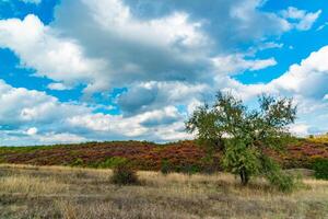 Smoketree, smoke bush Cotinus obovatus, thickets of bushes with red autumn leaves against the background of yellow steppe vegetation and white clouds photo