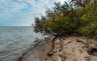 The natural landscape of the south of Ukraine, the bank of the Dniester Estuary, overgrown with bushes and trees photo