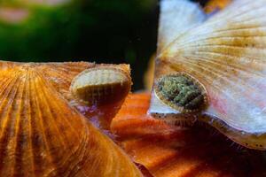 Ancient armored mollusk -Chiton polii- on the shell of a clam Smooth Scallop Flexopecten glaber ponticus, Black Sea photo