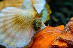 Ancient armored mollusk -Chiton polii- on the shell of a clam Smooth Scallop Flexopecten glaber ponticus, Black Sea photo