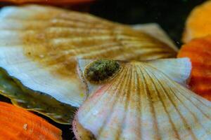 Ancient armored mollusk -Chiton polii- on the shell of a clam Smooth Scallop Flexopecten glaber ponticus, Black Sea photo