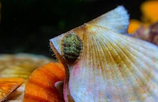 Ancient armored mollusk -Chiton polii- on the shell of a clam Smooth Scallop Flexopecten glaber ponticus, Black Sea photo