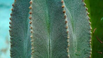Close-up, the stalk of the cactus Astrophytum sp., white dots on a green background of the plant photo