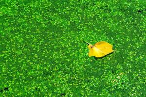 A dry yellow leaf floats on water covered with floating plants in the rich ecosystem of a eutrophic lake, Odessa, Ukraine photo