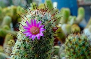 Close-up, flowering cactus plant from the genus Mamillaria photo