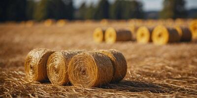 Yellow rolls of straw in the end of summer. photo