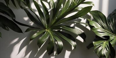 Green palm leaves casting shadows on light wall. photo
