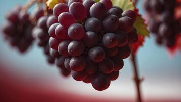 Single dark grape with stem on red background. photo