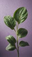 Single green spinach leaf on light purple background. photo