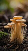 Golden Needle mushrooms, or enoki mushrooms, are long and thin with a small cap They grow in clusters and are often used in Asian cuisine. photo