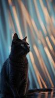 Blue lines are outlining the silhouette of a cat looking to the right on a black background. photo