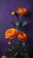 bright orange ranunculuses in a row on a vibrant purple background for halloween. photo