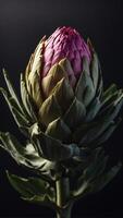 Blooming artichoke on black with clipping path. photo