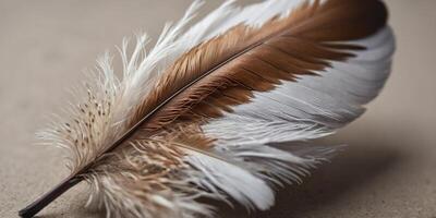 A feather with a brown tip and white base. photo