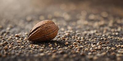 A close up of a nut with the shell removed. photo